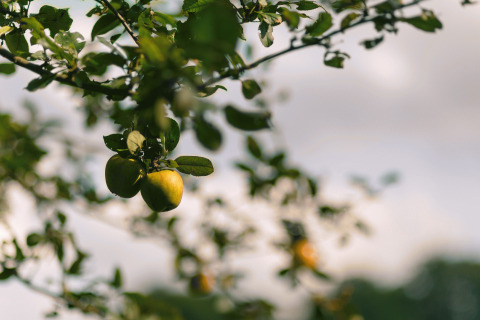 Pommes fraîches sur un arbre à Glamping - Landrijk de Reesprong, hébergement glamping et camping unique en pleine nature.