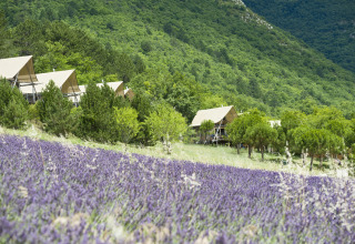 Glamping-Unterkunft im Village Huttopia Dieulefit mit Lavendelfeld und grünen Hügeln in Drôme-Provence.