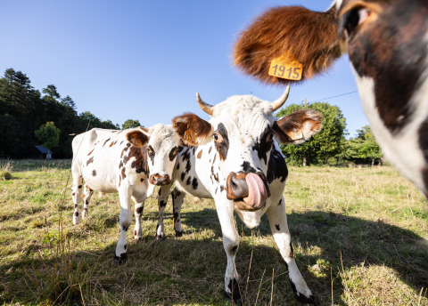 Drei schwarz-weiße Kühe auf einer Weide bei Huttopia Calvados-Normandie, ideal zum luxuriösen Camping.