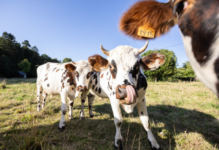 Spotted cows grazing in a sunny field at Huttopia Calvados-Normandie, a top spot for glamping in Normandy.