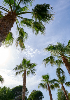 Palmen - Villatent - Camping les Pecheurs - Roquebrune-sur-Argens, Côte d'Azur, Frankreich