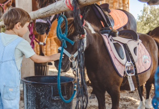 A child feeding a pony at Camping Village de la Guyonnière – Safaritenten Vendée, a glamping site in France.