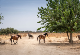 Des chevaux sauvages gambadent dans un paysage sec à Huttopia Parque de Doñana, glamping en Andalousie.