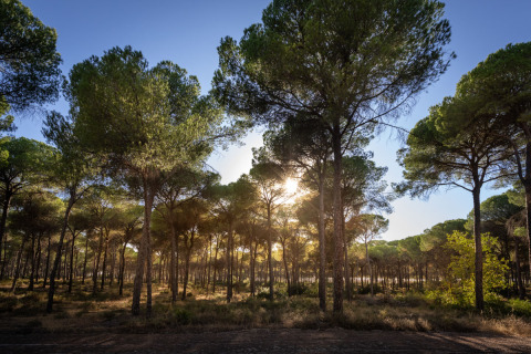 Lumière du soleil filtrant à travers les pins près d’Huttopia Parque de Doñana Glamping Andalousie, Espagne.