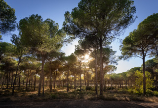 Luce del sole tra i pini nei pressi di Huttopia Parque de Doñana Glamping Andalusia, immersi nella natura.