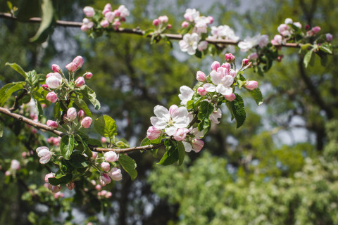 Lentetakken met roze en witte bloesems bij Sävö Bed and Breakfast Glamping in Södermanland, pure ontspanning.
