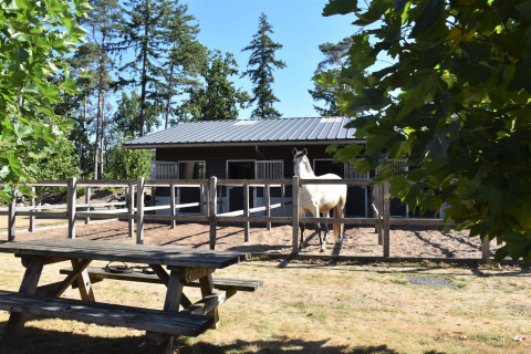 Hébergement glamping au Camping Samoza – Glamping Lodges Veluwe avec cheval dans un enclos et table de pique-nique.