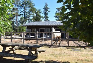 Glamping Camping Samoza – Glamping Lodges Veluwe con cavallo nel recinto e tavolo da picnic di legno.