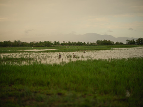 Wetland with birds and mountains in the background near Camping Nautic Almata – Glamping Costa Brava at dusk.