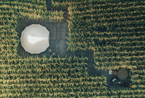 Luftaufnahme eines Glamping-Zeltes und einer Terrasse umgeben von Maisfeldern bei Glamping La Ferme in Westflandern.