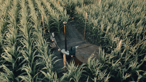Alojamiento glamping entre un campo de maíz verde, con terraza de madera y luces en Flandes Occidental.