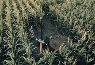 Glamping accommodatie midden in een groen maisveld met houten terras en lichtsnoeren in West-Vlaanderen.