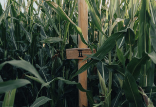 Close-up of a cornfield with a wooden sign marked II, found at Glamping La Ferme in West Flanders.