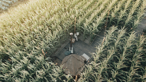 Aerial view of Glamping La Ferme in West Flanders with a tent and wooden deck set among tall lush cornfields.