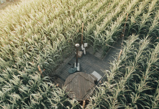 Vista aérea de Glamping La Ferme en West-Vlaanderen con tienda y terraza entre altos y verdes campos de maíz.