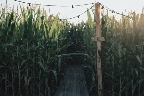A narrow wooden path runs through tall corn, with string lights above and a post marked with roman numeral III.