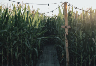 A narrow wooden path runs through tall corn, with string lights above and a post marked with roman numeral III.