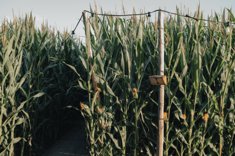 Entrance to a corn maze at Glamping La Ferme - Glampingtenten West-Vlaanderen, surrounded by tall green corn stalks.
