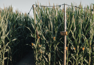 Entrée d’un labyrinthe de maïs à Glamping La Ferme - Glampingtenten West-Vlaanderen, entourée de hauts plants de maïs verts.