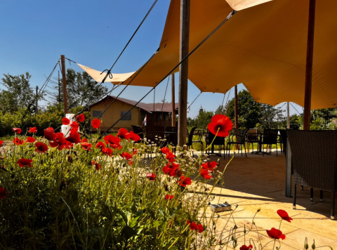 Glamping Per Amore Del Vino en Lombardía: flores silvestres rojas, carpas safari y terraza al aire libre.