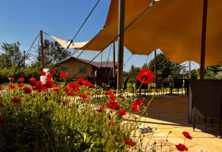 Glamping at Per Amore Del Vino - Safari tents in Lombardy, with red wildflowers and shaded outdoor seating.