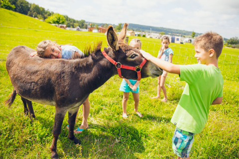 Kinderen knuffelen een ezel op het gras van Camping & Vakantiepark Orsingen, Baden-Württemberg.