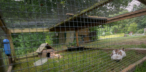 Outdoor rabbit enclosure with wooden house at Uhlenköper-Camp Uelzen glamping, surrounded by greenery.