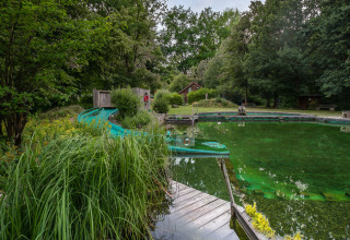 Naturpool ved Uhlenköper-Camp Uelzen omgivet af træer, grønne planter og en blå vandrutsjebane.
