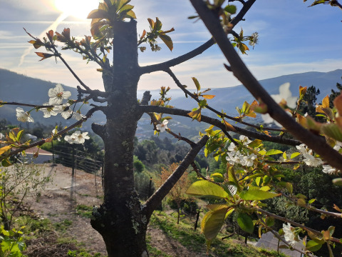 Albero in fiore presso il glamping Quinta das Corujeiras, con montagne, sole e natura sullo sfondo.