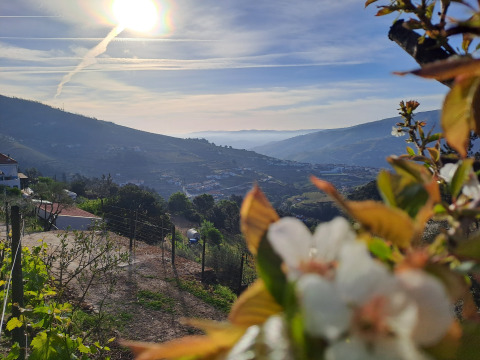 Vista panorámica del valle en la glamping Quinta das Corujeiras, flores en primer plano y sol brillante.