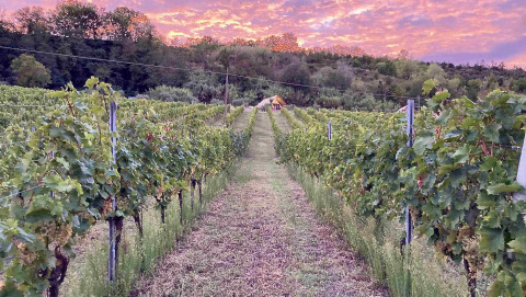 Glamping-Unterkunft Brezza di sera agriturismo - Glampingtenten Le Marche inmitten von Weinbergen bei Sonnenuntergang.