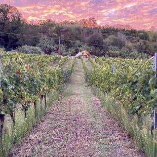 Glamping at Brezza di sera agriturismo - Glampingtenten Le Marche, nestled in vineyards under a colorful sunset sky.