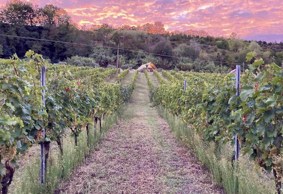Alojamiento glamping en Brezza di sera agriturismo - Glampingtenten Le Marche, entre viñedos al atardecer.
