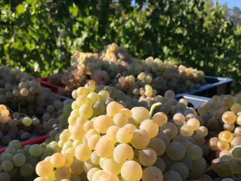 Grappoli di uva verde appena raccolta a Brezza di sera agriturismo - Glampingtenten Le Marche tra i vigneti.