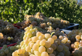 Frisch geerntete grüne Trauben bei Brezza di sera agriturismo - Glampingtenten Le Marche zwischen Weinreben.