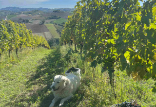 Perro descansando en viñedo con vistas a colinas en Brezza di sera agriturismo - Glampingtenten Le Marche.