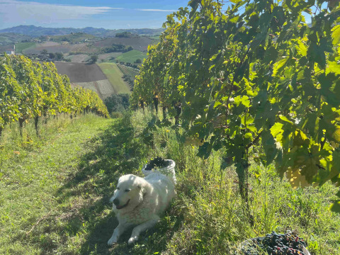 Hond rust tussen wijngaarden met uitzicht op heuvels bij Brezza di sera agriturismo - Glampingtenten Le Marche.