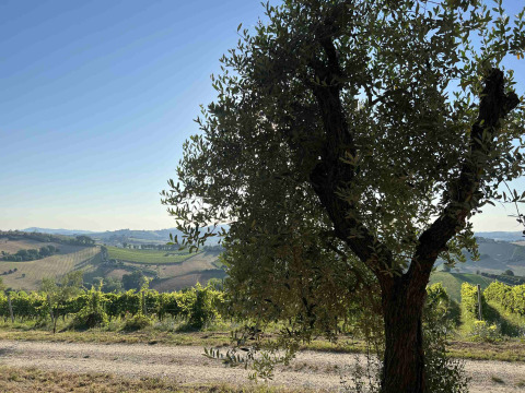 Udsigt over vinmarker og bakker fra Brezza di sera agriturismo - Glampingtenten Le Marche i morgensolen.