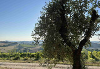 Vista su vigneti e colline da Brezza di sera agriturismo - Glampingtenten Le Marche nelle prime ore del mattino.