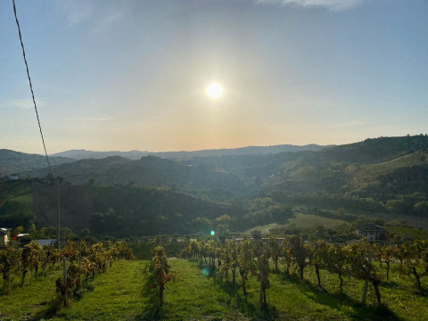 Sunset above vineyards at Brezza di sera agriturismo - Glampingtenten Le Marche glamping accommodation.