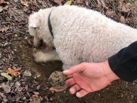 Un perro cava buscando trufas mientras una mano sostiene una trufa encontrada en Brezza di sera agriturismo - Glampingtenten Le Marche.