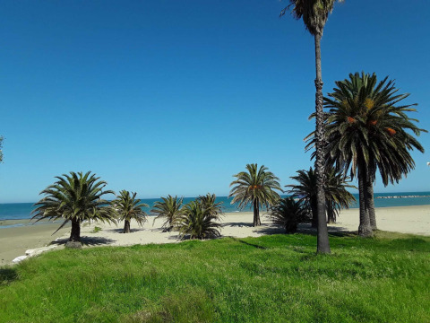 Palmeras en una playa de arena con césped verde y cielo azul en Brezza di sera agriturismo - Glampingtenten Le Marche.