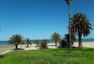 Palmeras en una playa de arena con césped verde y cielo azul en Brezza di sera agriturismo - Glampingtenten Le Marche.