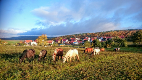 Horses grazing on a green field near Zur Grünen Kutte - Zigeunerwagen Thüringen glamping and campsite village.