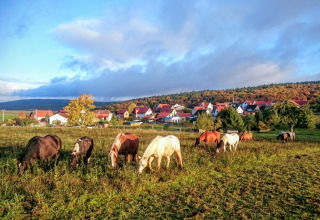 Grazende paarden voor het camping en glamping Zur Grünen Kutte - Zigeunerwagen Thüringen, bij dorpje.