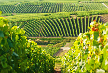 Wijngaard in Cramant, Champagne streek, Frankrijk