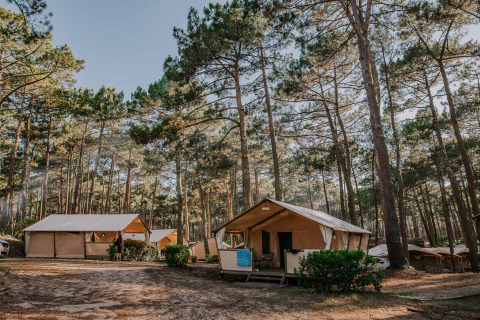 Alojamiento glamping en Surf Tribe Biscarrosse, Francia, con lujosas tiendas entre altos pinos en el bosque.