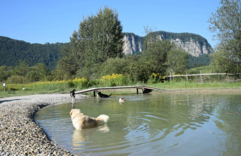Hund bader i dam ved Camping Rosental Rož med smuk bjergudsigt og træer i Karinthien, Østrig.