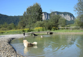 Hund schwimmt im Teich bei Camping Rosental Rož, umgeben von Bergen und Natur in Kärnten.