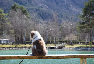 Perro sentado en un banco de madera junto a un lago y montañas en Camping Rosental Rož - Stacarvans Karinthië.